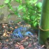 MR.fishy