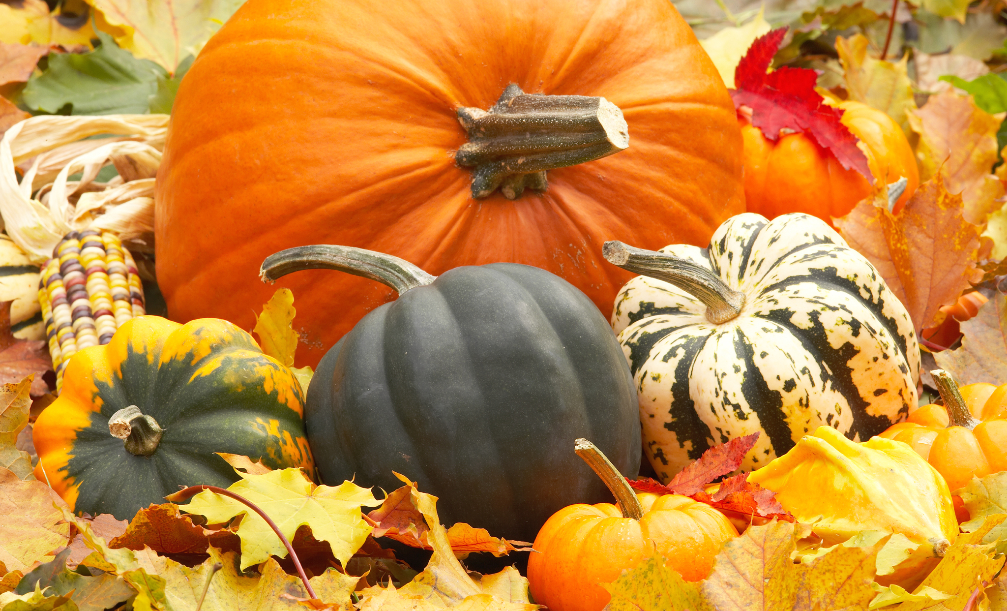 autumn_harvest_squash_fall_pumpkins_still_hd-wallpaper-1576273.jpg