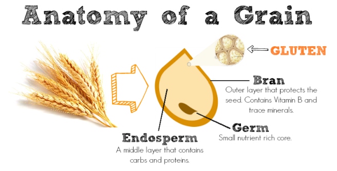 anatomy-of-a-grain.jpg